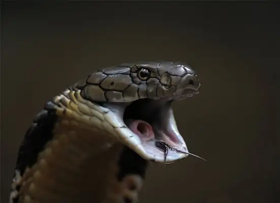 Egyptian Cobra Identity Information