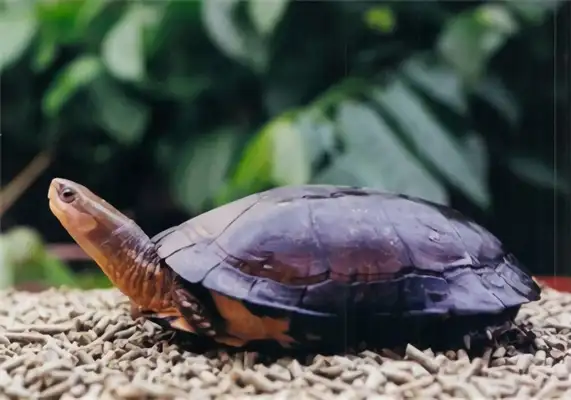 Zhou's closed-hull turtle identity information