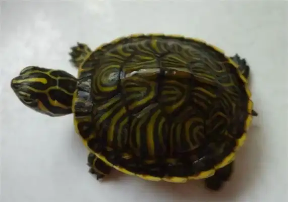 Donut turtle identity information
