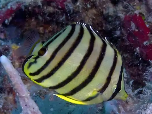 Eight with information on the identity of the butterfly fish