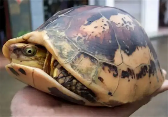 Information on the identity of the yellow shell turtle