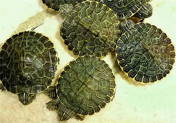 Donut turtle identity information