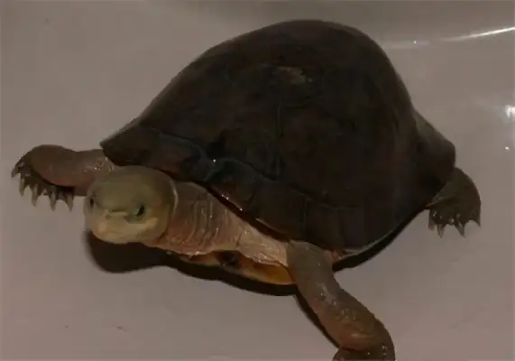 Zhou's closed-hull turtle identity information