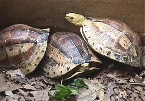 Information on the identity of the yellow shell turtle