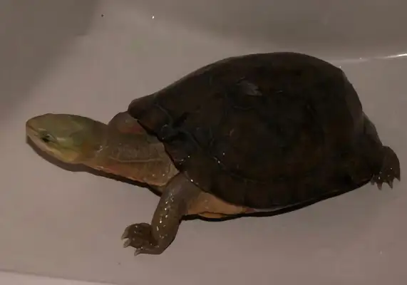 Zhou's closed-hull turtle identity information
