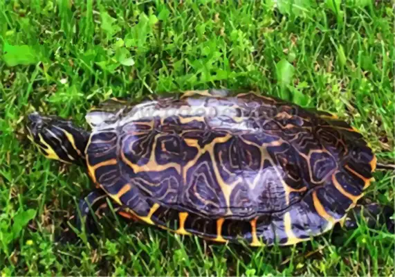 Donut turtle identity information