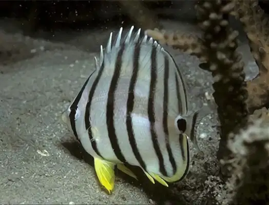 Eight with information on the identity of the butterfly fish