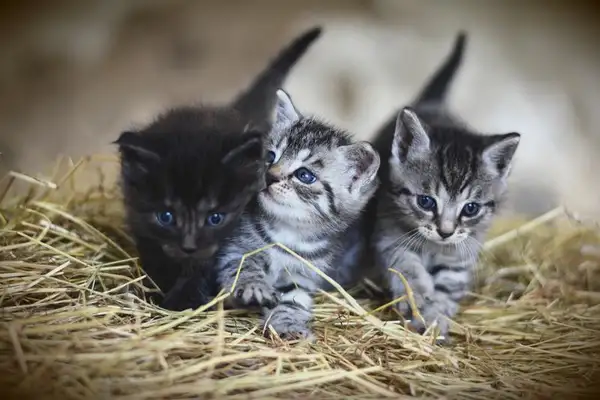 Introduction to Mumbai Cats