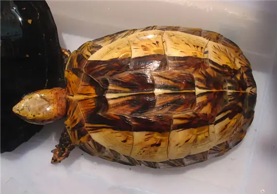 Information on the identity of the yellow shell turtle