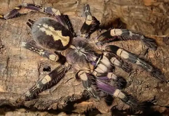 Peterson's gorgeous rainforest spider identity information