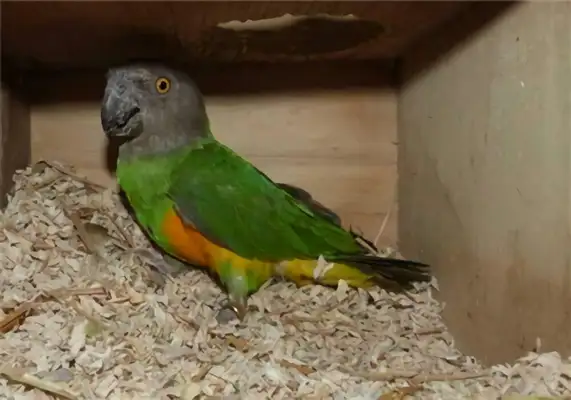 Identification of parrots in Senegal