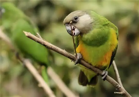 Identification of parrots in Senegal