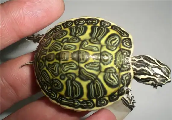 Fire Turtle Identity Information
