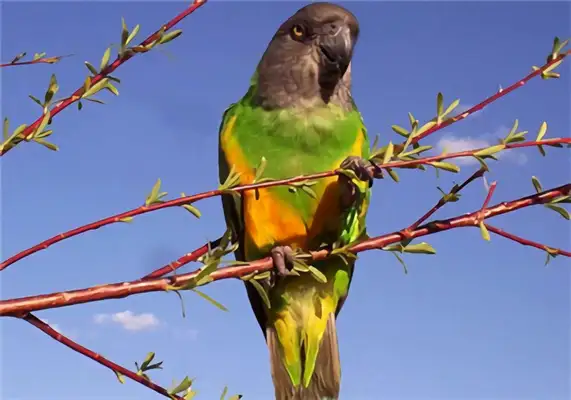 Identification of parrots in Senegal