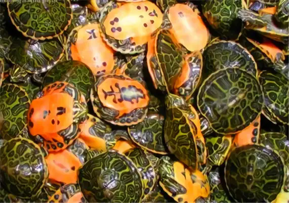 Fire Turtle Identity Information