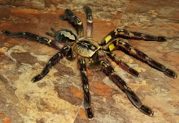 Peterson's gorgeous rainforest spider identity information