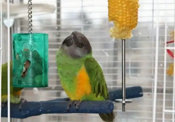 Identification of parrots in Senegal