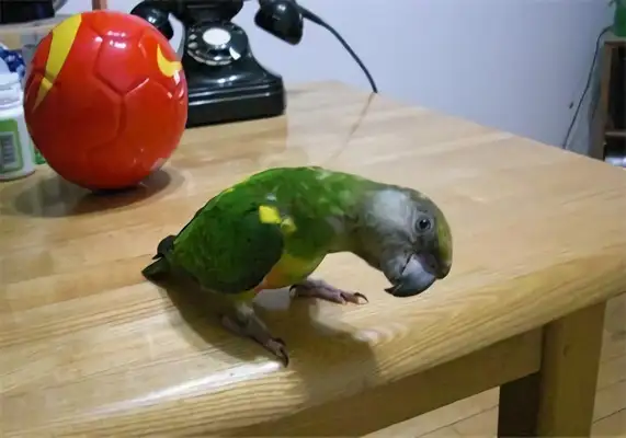 Identification of parrots in Senegal