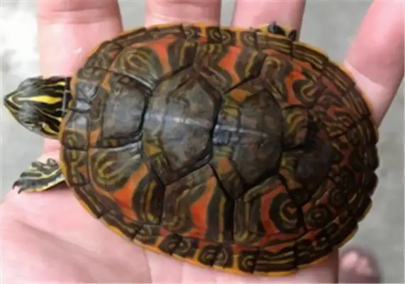 Fire Turtle Identity Information