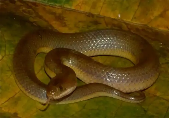 Chinese Water Snake Identity Information