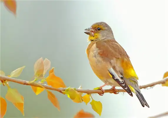 I.D. for the Golden Sparrow