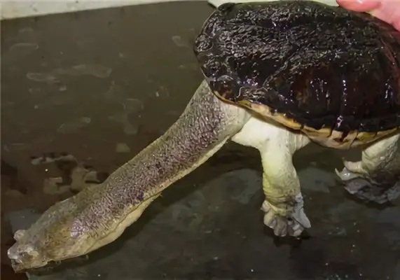 The identity of the snake's neck