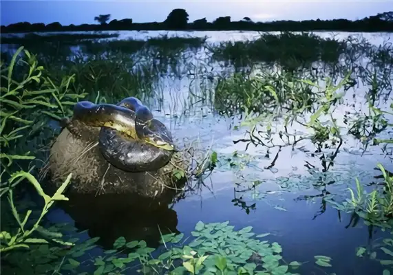 Amazonian identity information