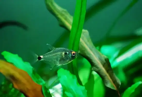 I.D. on the headlight fish