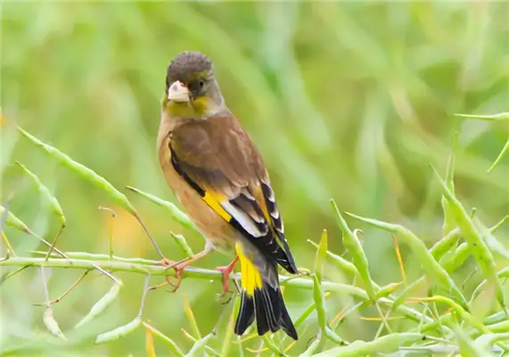 I.D. for the Golden Sparrow