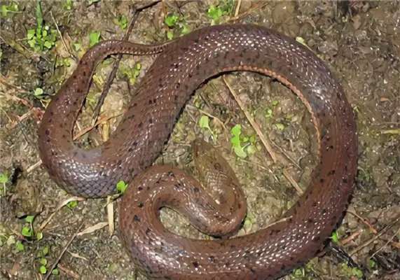 Chinese Water Snake Identity Information
