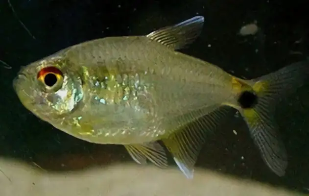 I.D. on the headlight fish