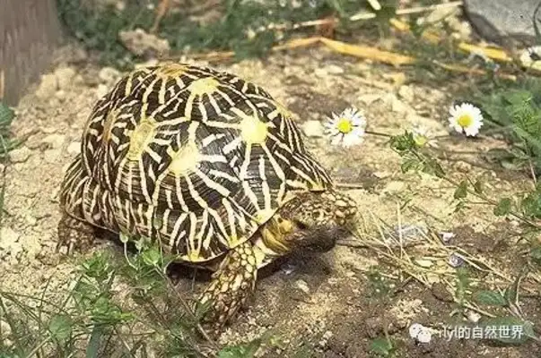 Indian star turtles