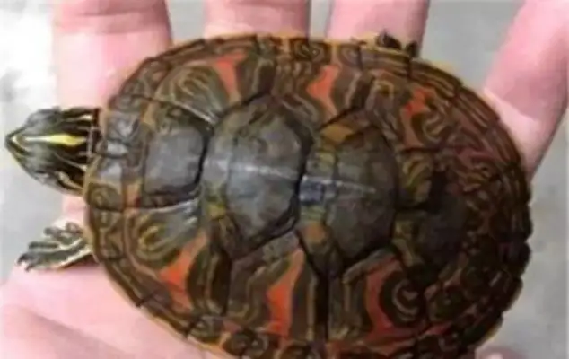 Flaming turtle. Flaming turtle is a Brazilian turtle