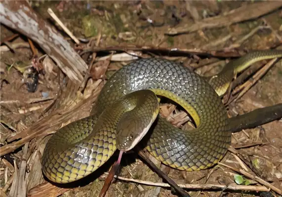 Chinese Water Snake Identity Information