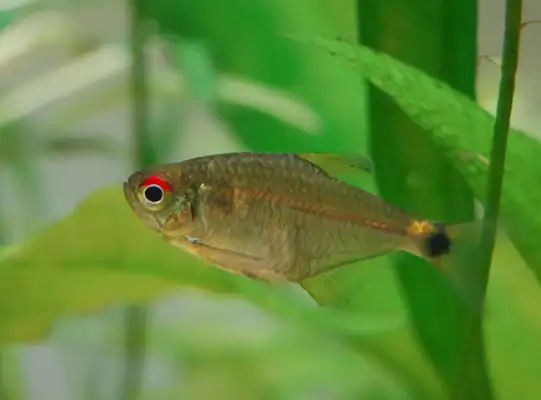 I.D. on the headlight fish