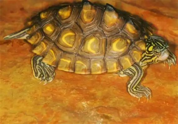 Yellow spots map turtle identity information