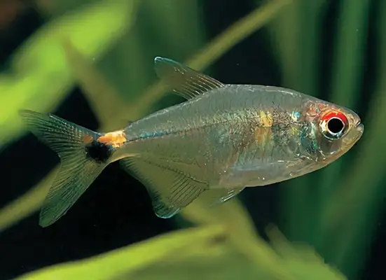 I.D. on the headlight fish