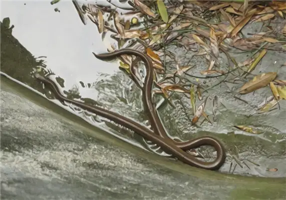 Chinese Water Snake Identity Information