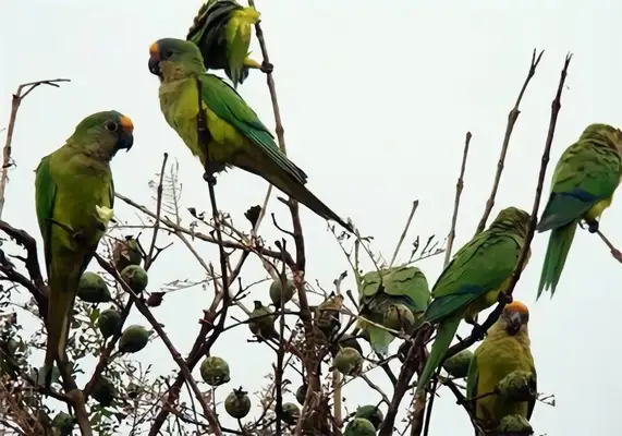 I.D. The parrot