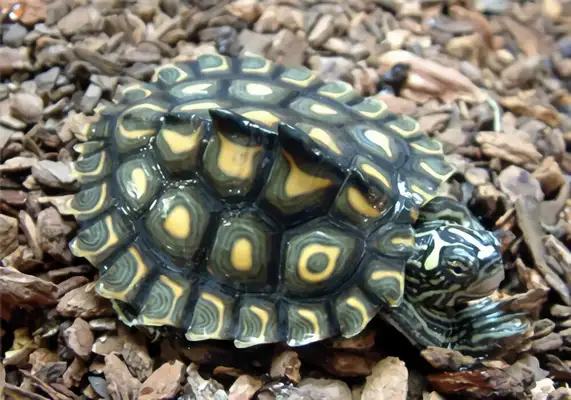 Yellow spots map turtle identity information