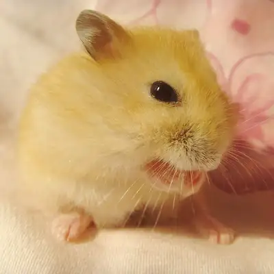 Pudding hamster identity information