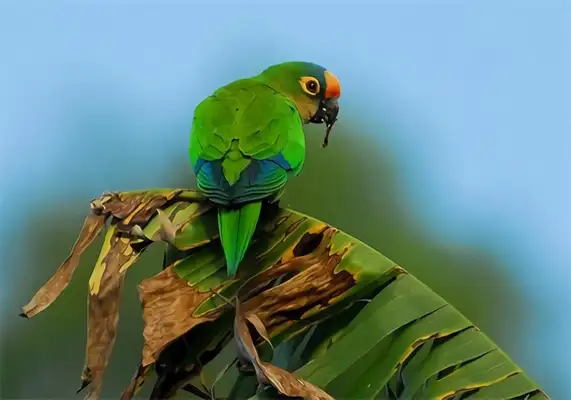 I.D. The parrot