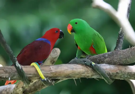 Compromise parrot identity information