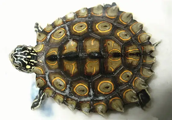 Mexican Fire Knee Identity Information