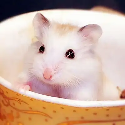 Pudding hamster identity information