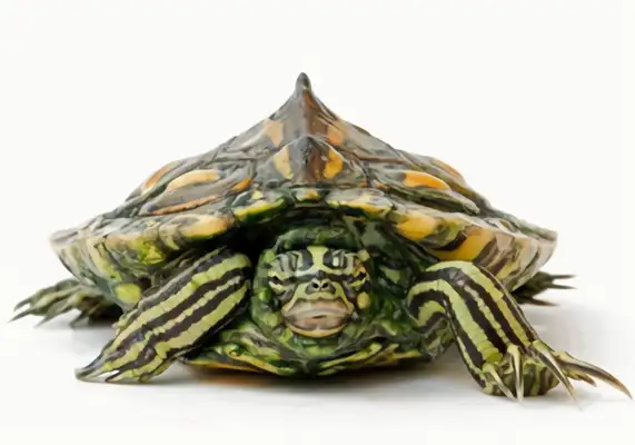 Yellow spots map turtle identity information