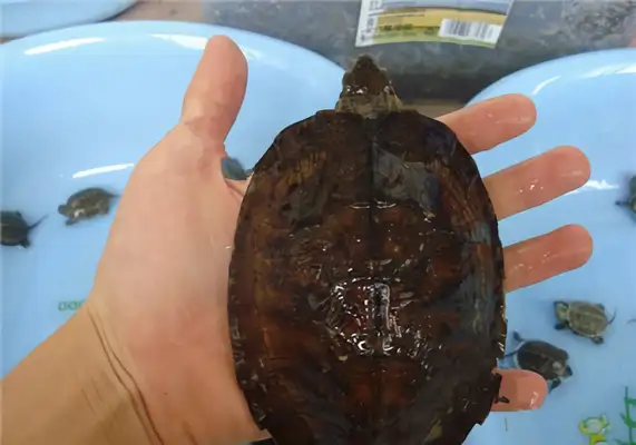 Teeth-based turtle identity information