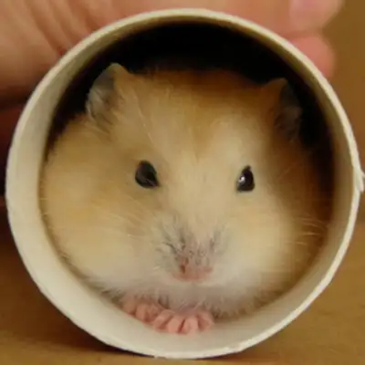 Pudding hamster identity information