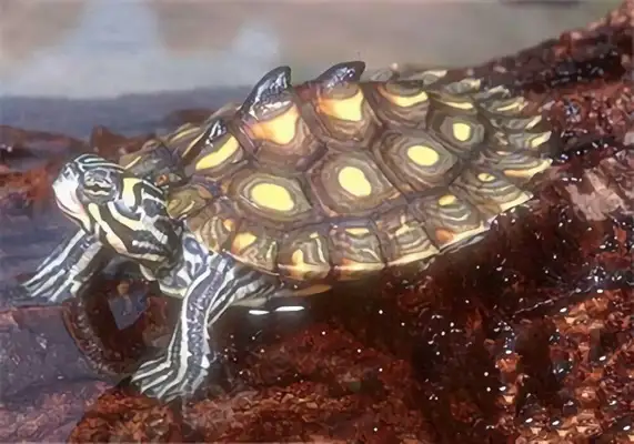 Yellow spots map turtle identity information