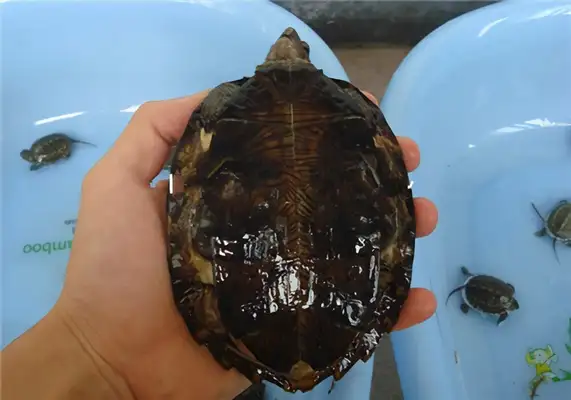 Teeth-based turtle identity information
